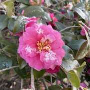 ヒメ日記 2026/01/22 09:31 投稿 くみこ 脱がされたい人妻 木更津店