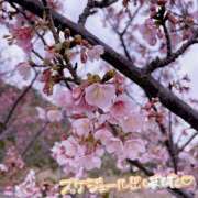 ヒメ日記 2026/01/23 09:41 投稿 くみこ 脱がされたい人妻 木更津店