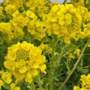 ヒメ日記 2026/01/30 08:22 投稿 くみこ 脱がされたい人妻 木更津店