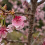 ヒメ日記 2026/02/13 09:40 投稿 くみこ 脱がされたい人妻 木更津店