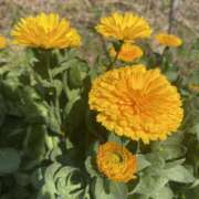 ヒメ日記 2026/03/02 08:54 投稿 くみこ 脱がされたい人妻 木更津店