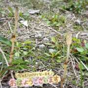 ヒメ日記 2026/03/17 09:35 投稿 くみこ 脱がされたい人妻 木更津店