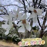 ヒメ日記 2026/03/27 09:20 投稿 くみこ 脱がされたい人妻 木更津店