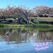 ヒメ日記 2026/04/16 09:21 投稿 くみこ 脱がされたい人妻 木更津店