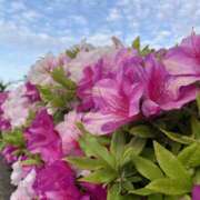 ヒメ日記 2026/04/23 08:39 投稿 くみこ 脱がされたい人妻 木更津店