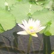 ヒメ日記 2025/08/20 15:34 投稿 上野 人妻楼 熊谷店