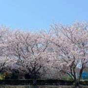ヒメ日記 2025/04/07 18:28 投稿 二宮さやか 五十路マダム 浜松店(カサブランカグループ)