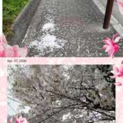 ヒメ日記 2026/04/07 17:58 投稿 樋口　えな エテルナ京都