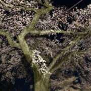 ヒメ日記 2025/04/12 18:48 投稿 大崎　ともみ エテルナ京都