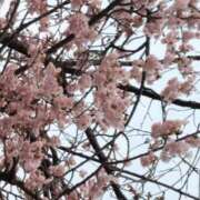 ヒメ日記 2025/03/18 16:49 投稿 向井はるな メイドin西川口（埼玉ハレ系）