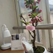 ヒメ日記 2025/03/27 06:37 投稿 高道 熟女の風俗最終章 横浜本店