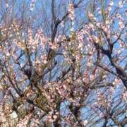 ヒメ日記 2025/03/15 19:08 投稿 ちなみ PAL（パル）