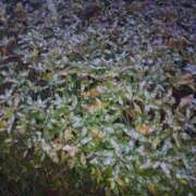 ヒメ日記 2024/12/23 19:45 投稿 ミナミ 人妻生レンタル