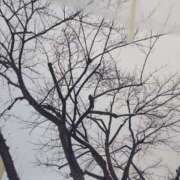 ヒメ日記 2025/01/15 18:35 投稿 ミナミ 人妻生レンタル