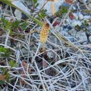 ヒメ日記 2025/03/26 18:42 投稿 ミナミ 人妻生レンタル