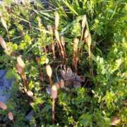 ヒメ日記 2025/04/16 18:46 投稿 ミナミ 人妻生レンタル