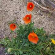 ヒメ日記 2025/04/25 19:20 投稿 ミナミ 人妻生レンタル