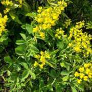 ヒメ日記 2025/05/16 18:38 投稿 ミナミ 人妻生レンタル