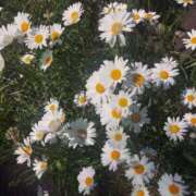 ヒメ日記 2025/05/20 20:05 投稿 ミナミ 人妻生レンタル