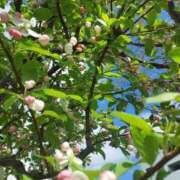 ヒメ日記 2025/07/30 21:33 投稿 ミナミ 人妻生レンタル