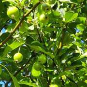 ヒメ日記 2025/08/01 18:50 投稿 ミナミ 人妻生レンタル