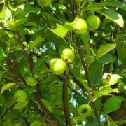 ヒメ日記 2025/08/02 19:02 投稿 ミナミ 人妻生レンタル