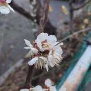 ミナミ 惑星直列！？ 人妻生レンタル