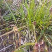 ヒメ日記 2026/03/30 18:30 投稿 ミナミ 人妻生レンタル