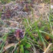 ヒメ日記 2026/04/01 18:30 投稿 ミナミ 人妻生レンタル