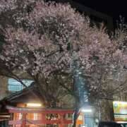 ミナミ はざくら 人妻生レンタル