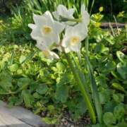 ヒメ日記 2025/04/09 10:13 投稿 さよ 妻天 梅田店