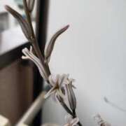 ヒメ日記 2025/05/23 08:17 投稿 さよ 妻天 梅田店