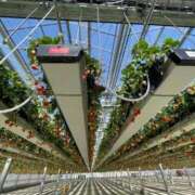 やよい お知らせ 渋谷 風俗 奥様発情の会