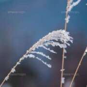 ヒメ日記 2024/12/28 09:41 投稿 ちひろ 渋谷 風俗 奥様発情の会