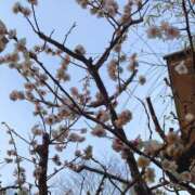 ヒメ日記 2025/03/14 12:08 投稿 ゆりえ 渋谷 風俗 奥様発情の会