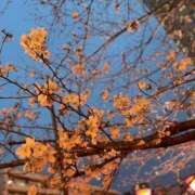 ヒメ日記 2025/03/28 10:43 投稿 ゆりえ 渋谷 風俗 奥様発情の会