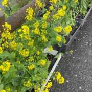 ヒメ日記 2025/04/04 10:52 投稿 ゆりえ 渋谷 風俗 奥様発情の会