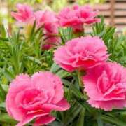 ヒメ日記 2025/05/19 10:14 投稿 ゆりえ 渋谷 風俗 奥様発情の会