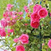 ヒメ日記 2025/06/14 10:04 投稿 ゆりえ 渋谷 風俗 奥様発情の会