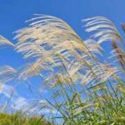 ヒメ日記 2025/09/25 11:00 投稿 ゆりえ 渋谷 風俗 奥様発情の会