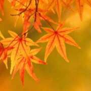 ヒメ日記 2025/10/03 10:52 投稿 ゆりえ 渋谷 風俗 奥様発情の会