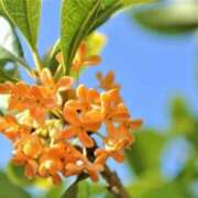 ヒメ日記 2025/10/10 10:41 投稿 ゆりえ 渋谷 風俗 奥様発情の会