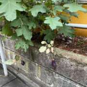 ヒメ日記 2025/10/17 10:06 投稿 ゆりえ 渋谷 風俗 奥様発情の会