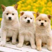 ヒメ日記 2025/11/01 11:23 投稿 ゆりえ 渋谷 風俗 奥様発情の会