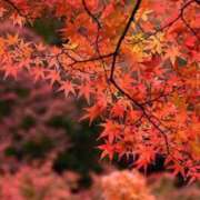 ヒメ日記 2025/11/04 11:02 投稿 ゆりえ 渋谷 風俗 奥様発情の会