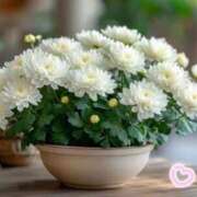 ヒメ日記 2025/08/29 10:45 投稿 まりえ ニューヨークニューヨーク