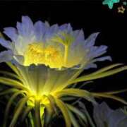 ヒメ日記 2025/12/26 22:00 投稿 まりえ ニューヨークニューヨーク