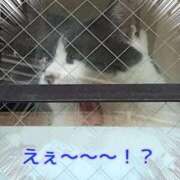 ヒメ日記 2025/04/29 11:45 投稿 あゆみ ニューヨークニューヨーク