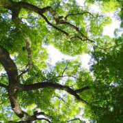 ヒメ日記 2025/05/14 12:15 投稿 あゆみ ニューヨークニューヨーク