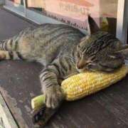 ヒメ日記 2025/07/08 12:01 投稿 あゆみ ニューヨークニューヨーク